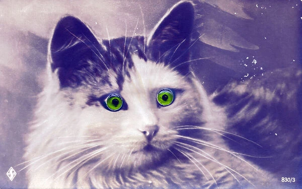 Cat with green glass eyes on a postcard