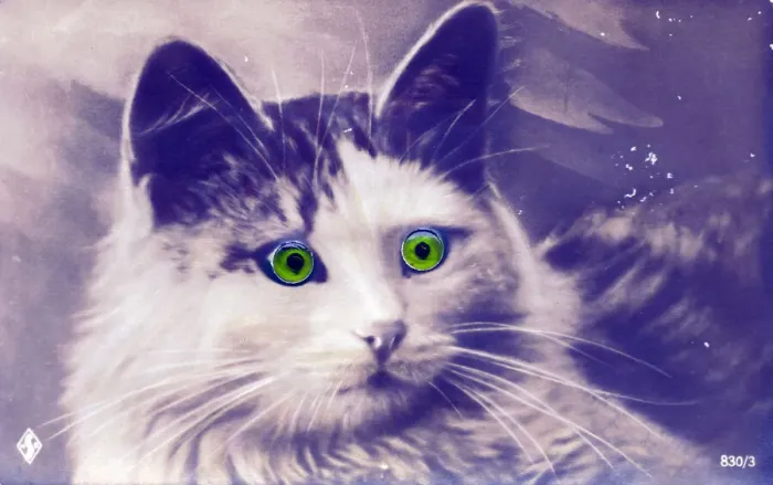 Framed Print : Cat with green glass eyes on a postcard Framed Print : Cat with green glass eyes on a postcard