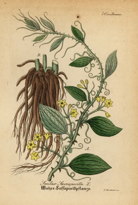 Framed Print : Cat greenbriar or catbriar, Smilax glauca Framed Print : Cat greenbriar or catbriar, Smilax glauca