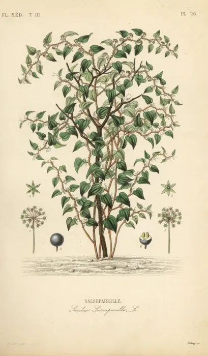Framed Print : Cat greenbriar or catbriar, Smilax glauca Framed Print : Cat greenbriar or catbriar, Smilax glauca