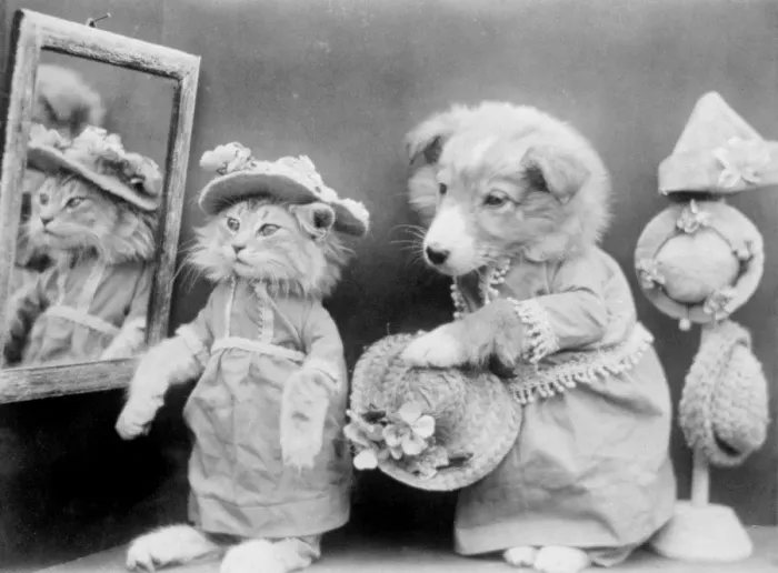 Framed Print : Cat in Hat Shop Framed Print : Cat in Hat Shop