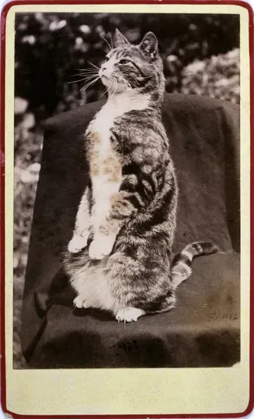 Where are a cats haunches