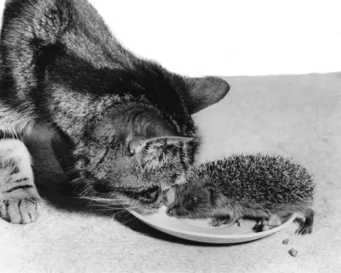 Framed Print : Cat and Hedgehog