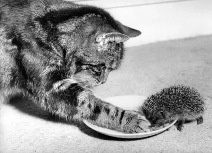 Framed Print : Cat and Hedgehog Framed Print : Cat and Hedgehog