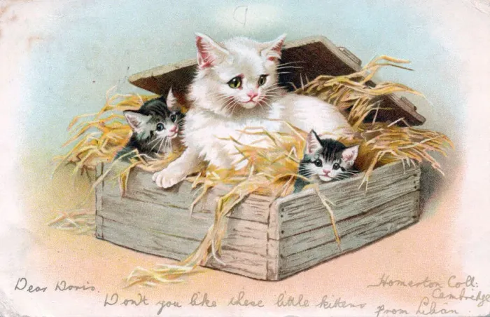 Framed Print : Cat and two kittens on a greetings postcard Framed Print : Cat and two kittens on a greetings postcard