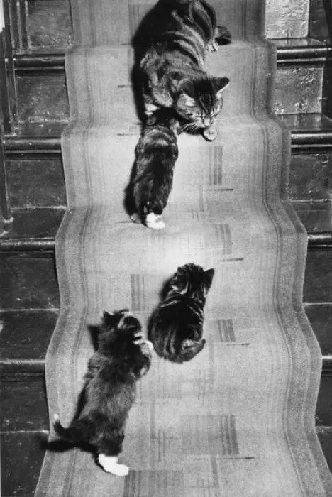 Framed Print : Cat and three kittens on the stairs Framed Print : Cat and three kittens on the stairs