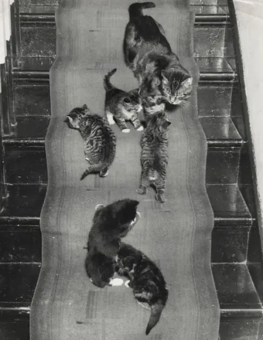 Framed Print : Cat and kittens on the stairs Framed Print : Cat and kittens on the stairs