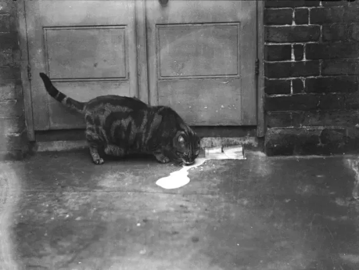 Framed Print : Cat Laps up Spilt Milk Framed Print : Cat Laps up Spilt Milk