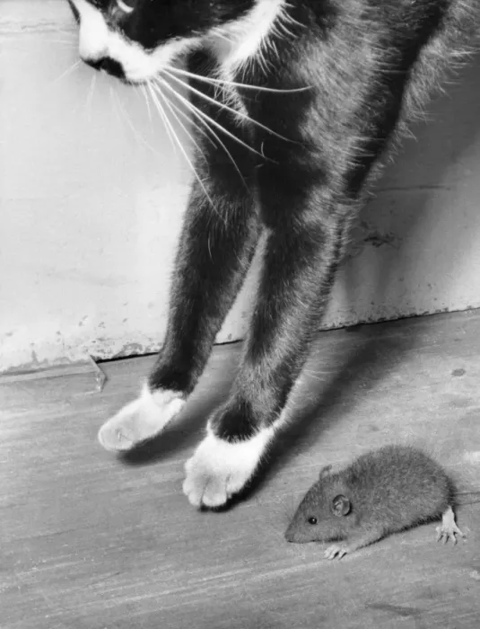 Framed Print : Cat and mouse Framed Print : Cat and mouse