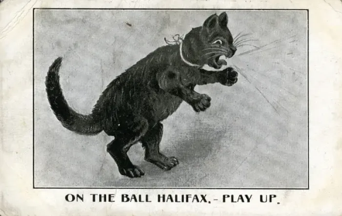 Framed Print : Cat Novelty Picture, Halifax Football Club, Yorkshire Framed Print : Cat Novelty Picture, Halifax Football Club, Yorkshire