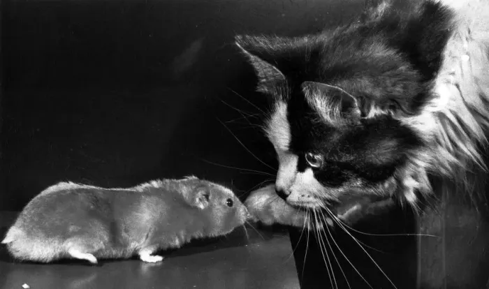 Framed Print : Cat and rat Framed Print : Cat and rat