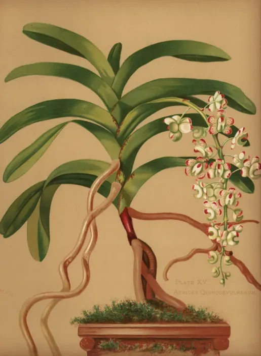 Framed Print : Cat s-tail or fox brush orchid, Aerides quinquevulnera Framed Print : Cat s-tail or fox brush orchid, Aerides quinquevulnera