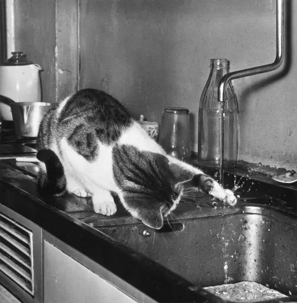 Vintage CAT SPLASH Print, Art Prints, Posters Puzzles