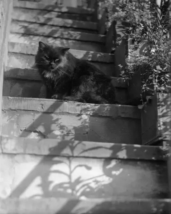 Framed Print : Cat on the Steps Framed Print : Cat on the Steps