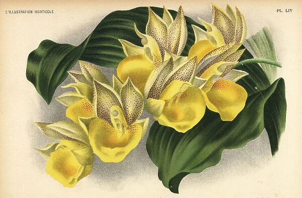 Catasetum x tapiriceps orchid. Catasetum