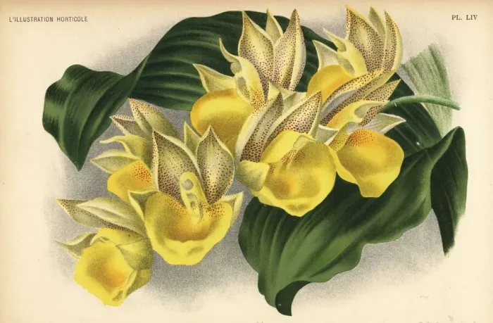 Framed Print : Catasetum x tapiriceps orchid. Catasetum Framed Print : Catasetum x tapiriceps orchid. Catasetum