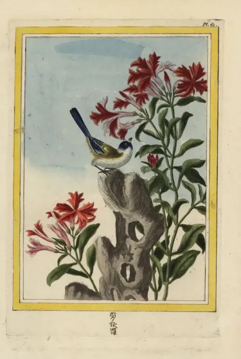 Framed Print : Catchfly species, Lychnis senno Framed Print : Catchfly species, Lychnis senno