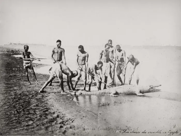 Framed Print : Catching a crocodile on the River Nile, Egypt Framed Print : Catching a crocodile on the River Nile, Egypt