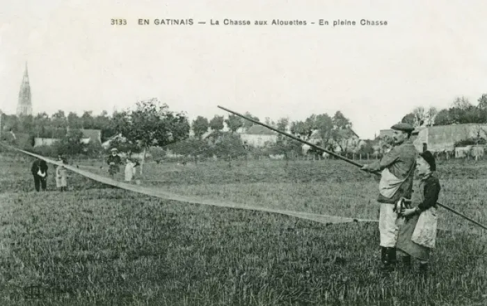 Framed Print : Catching larks at Gatinais, France
