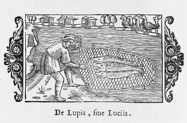 Catching Wolf-Fish  /  1555
