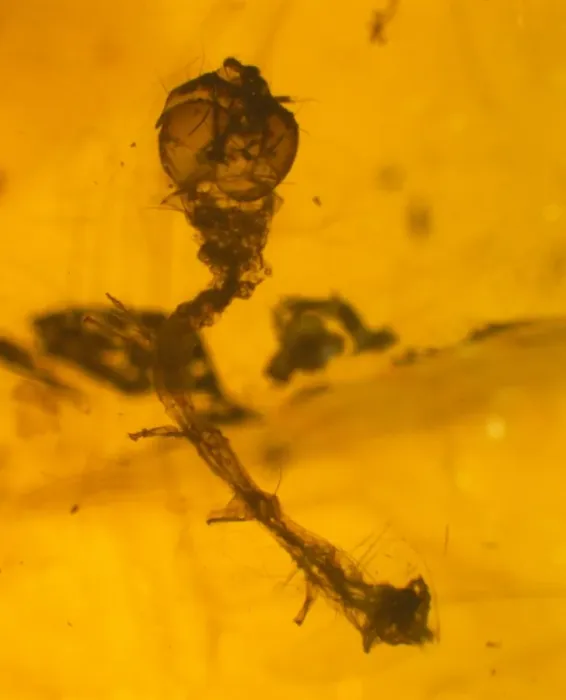Framed Print : Caterpillar skin in Dominican amber Framed Print : Caterpillar skin in Dominican amber
