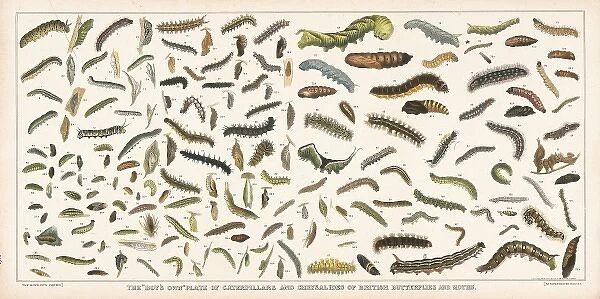 Caterpillar specimens