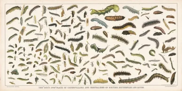 Framed Print : Caterpillar specimens Framed Print : Caterpillar specimens