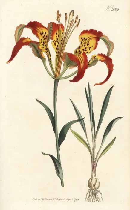 Framed Print : Catesbys lily or tiger lily, Lilium catesbaei Framed Print : Catesbys lily or tiger lily, Lilium catesbaei