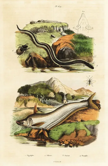 Framed Print : Catfish, dwarf siren, wasp and beetle Framed Print : Catfish, dwarf siren, wasp and beetle