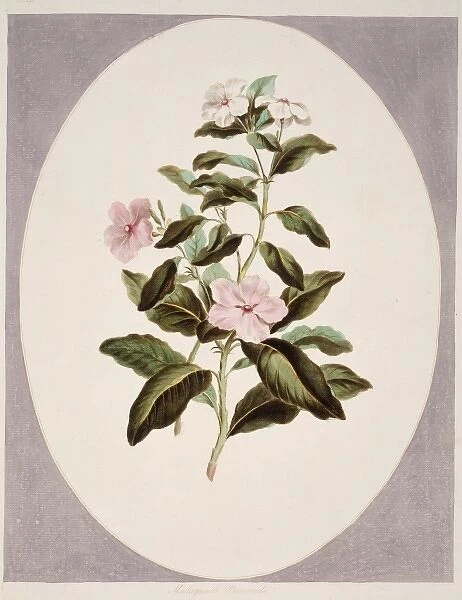 Catharanthus roseus, madagascan periwinkle