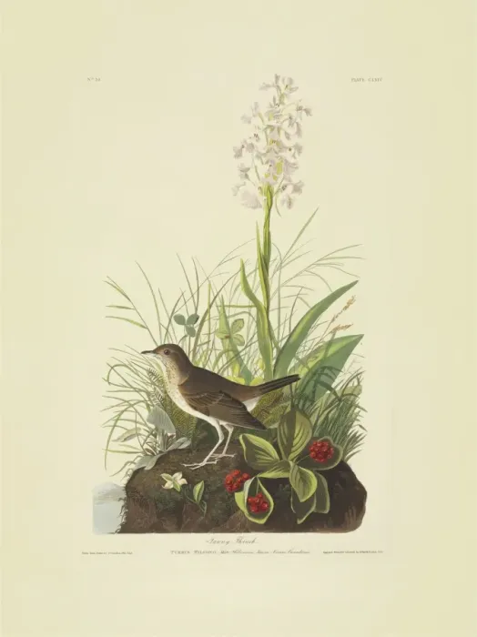 Framed Print : Catharus fuscescens, veery Framed Print : Catharus fuscescens, veery