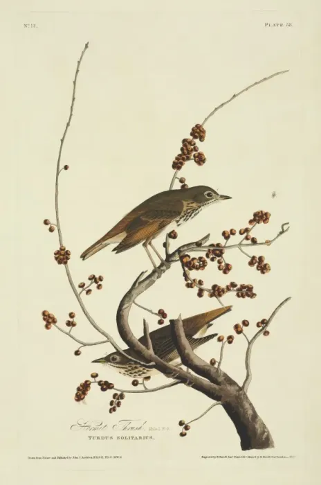 Framed Print : Catharus guttatus, hermit thrush Framed Print : Catharus guttatus, hermit thrush
