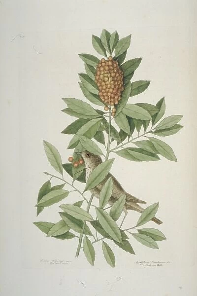 Catharus minimus, grey-cheeked thrush