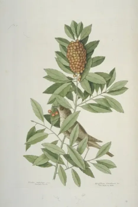 Framed Print : Catharus minimus, grey-cheeked thrush