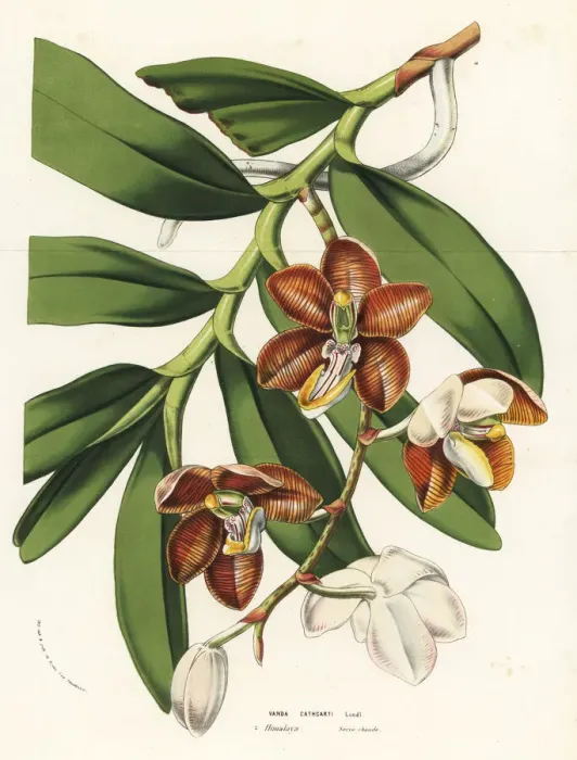 Framed Print : Cathcarts arachnanthe orchid, Esmeralda cathcartii Framed Print : Cathcarts arachnanthe orchid, Esmeralda cathcartii