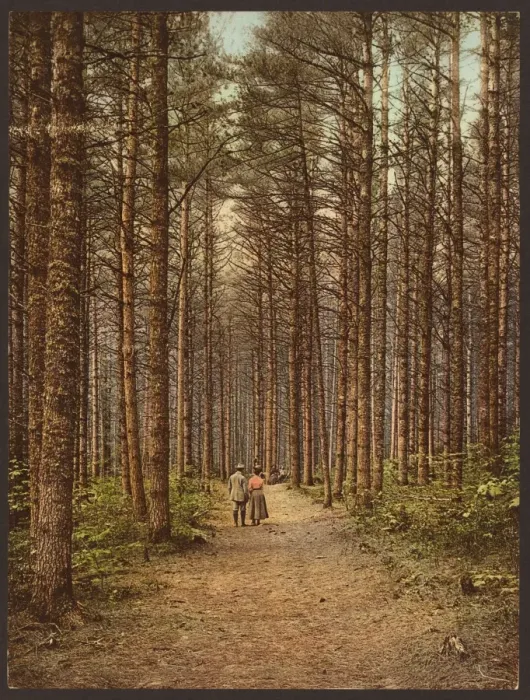 Framed Print : Cathedral Woods, Intervale, White Mountains Framed Print : Cathedral Woods, Intervale, White Mountains