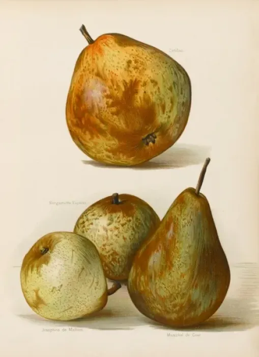Framed Print : PEARS. Catillac Josephine de Maines Marechal de Cour Framed Print : PEARS. Catillac Josephine de Maines Marechal de Cour