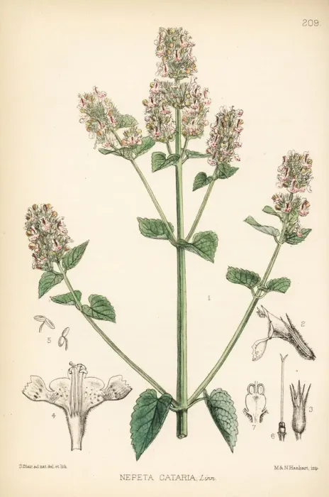 Framed Print : Catmint or catnip, Nepeta cataria Framed Print : Catmint or catnip, Nepeta cataria