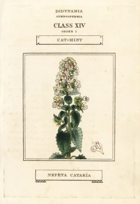 Framed Print : Catmint or catnip, Nepeta cataria Framed Print : Catmint or catnip, Nepeta cataria