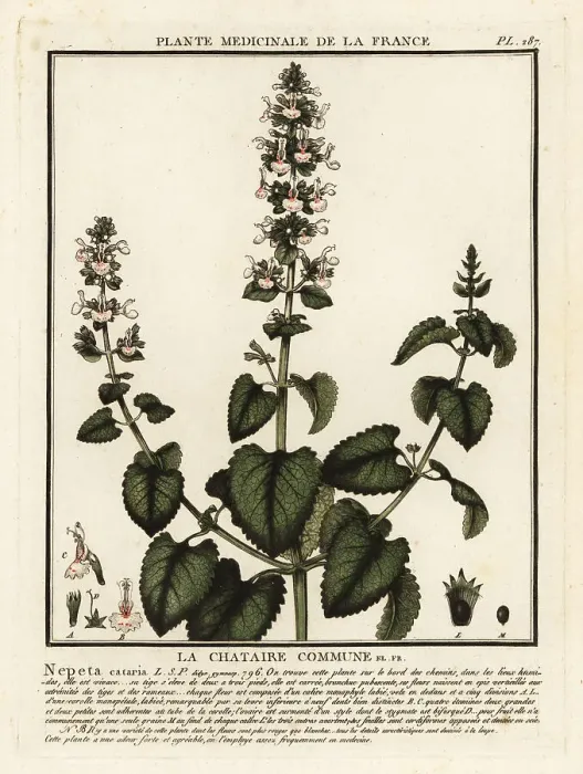 Framed Print : Catnip, Nepeta cataria Framed Print : Catnip, Nepeta cataria