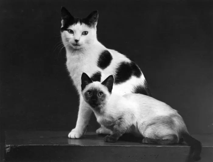 Framed Print : TWO CATS / 1955 Framed Print : TWO CATS / 1955
