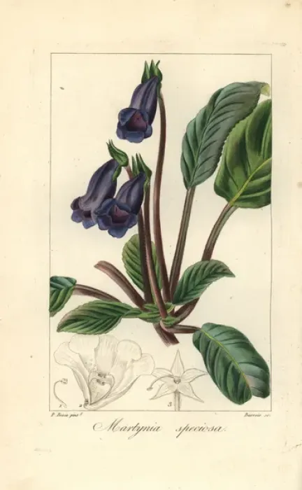 Framed Print : Cats claw flower, Martynia speciosa Framed Print : Cats claw flower, Martynia speciosa