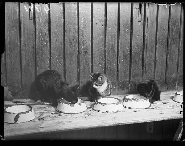 Cats Eating in a Hostel