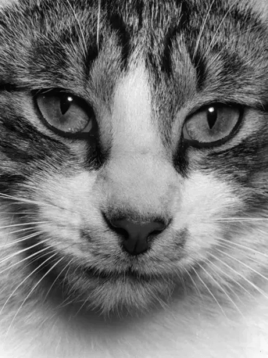 Framed Print : CATS EYES. Cats eyes. Date: 1960s Framed Print : CATS EYES. Cats eyes. Date: 1960s