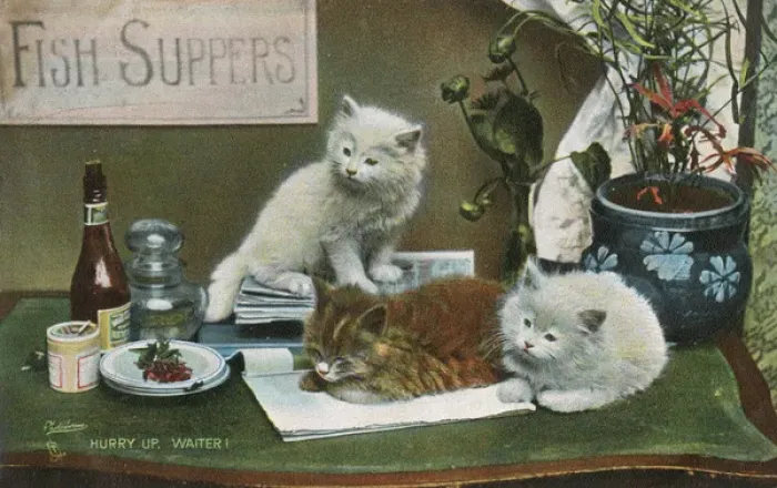Framed Print : Three cats impatient for their fish supper Framed Print : Three cats impatient for their fish supper