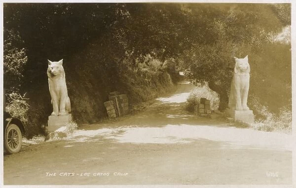 The Cats of Los Gatos, Santa Clara, California, USA