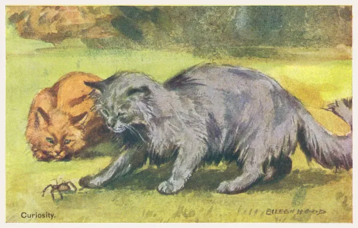 Framed Print : Cats Playing with a Spider Framed Print : Cats Playing with a Spider