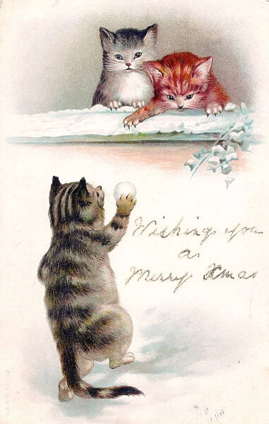 Three cats in the snow on a Christmas postcard