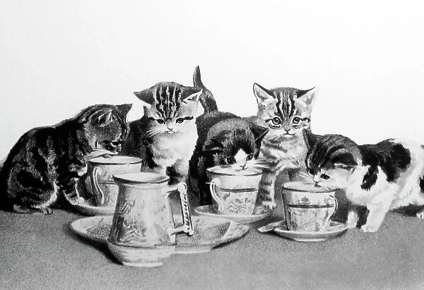 cats tea party