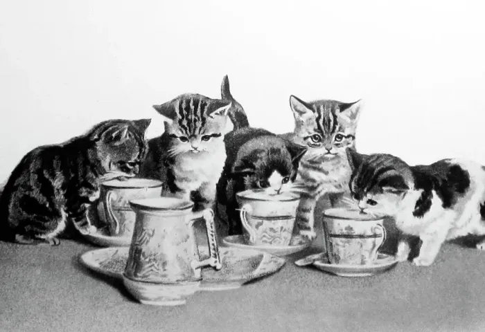Framed Print : cats tea party Framed Print : cats tea party